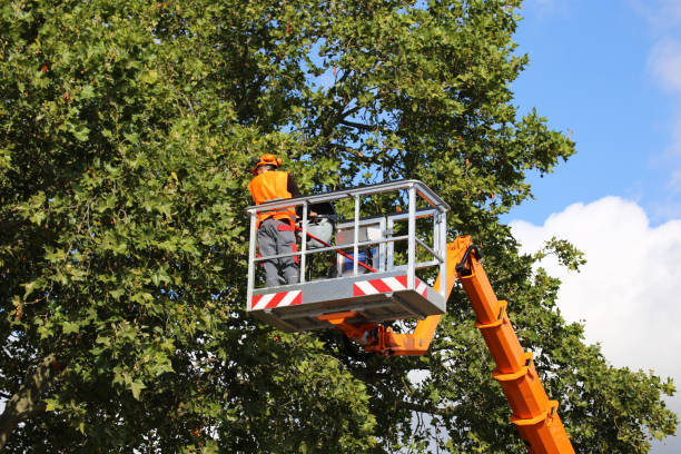 Best Tree Pruning Services  in Pleasant Grove, UT